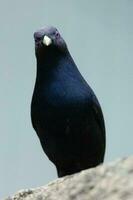 satin oiseau tordu dans Australie photo