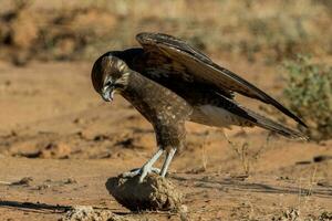 marron faucon dans Australie photo