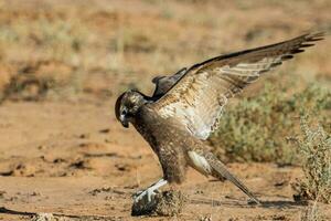 marron faucon dans Australie photo