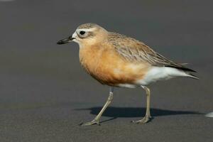 Nouveau zélande dotterel photo