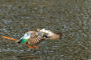 australien pelleteur canard photo