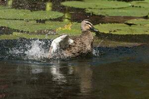 commun colvert canard photo