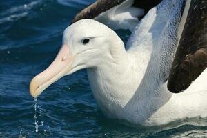 de Gibson errant albatros dans Nouveau zélande photo