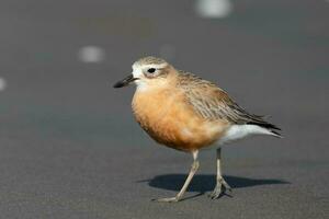 Nouveau zélande dotterel photo