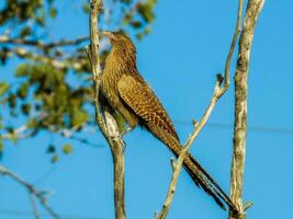 faisan coucal dans Australie photo