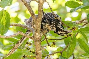 pacifique koel dans Australie photo