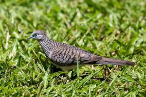 paisible Colombe dans Australie photo