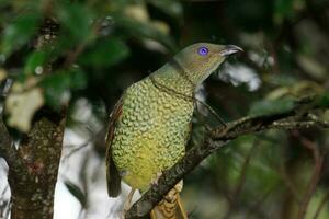 satin oiseau tordu dans Australie photo