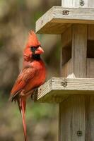 nord cardinal dans Etats-Unis photo