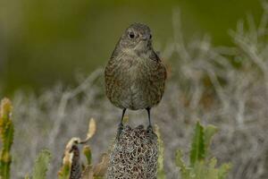 occidental oiseau de soie dans Australie photo