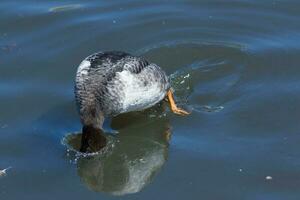 oeil doré canard dans Angleterre photo