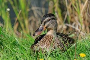 commun colvert canard photo