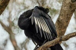 à ailes blanches crave dans Australie photo