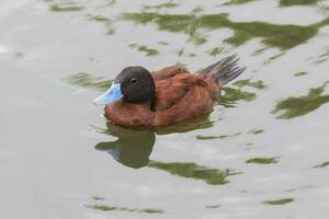 à bec bleu canard dans Australie photo