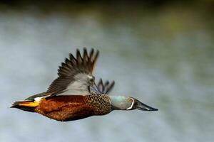 australien pelleteur canard photo