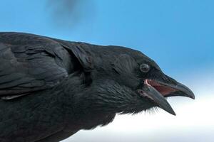 peu corbeau dans Australie photo