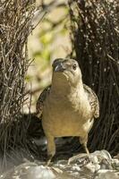 génial oiseau tordu dans Australie photo