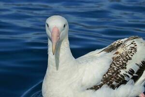 de Gibson errant albatros dans Nouveau zélande photo