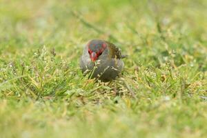 à sourcils rouges bouvreuil dans Australie photo