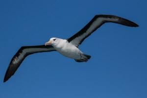 à sourcils noirs albatros dans australasie photo