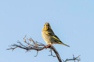 européen verdier oiseau photo