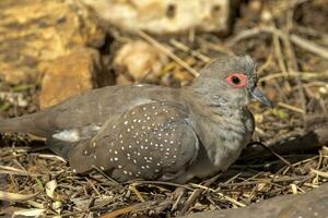 diamant Colombe dans Australie photo