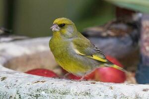 européen verdier oiseau photo