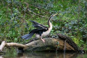 anhinga - Australie dard photo