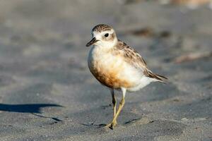 Nouveau zélande dotterel photo