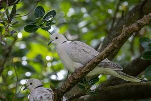 africain collier Colombe photo