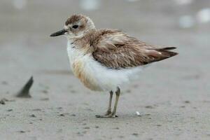 Nouveau zélande dotterel photo