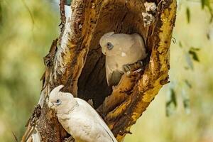 peu corella dans Australie photo