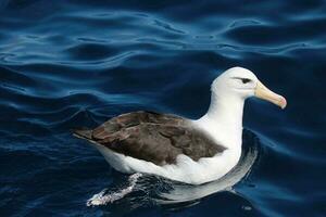 à sourcils noirs albatros dans australasie photo