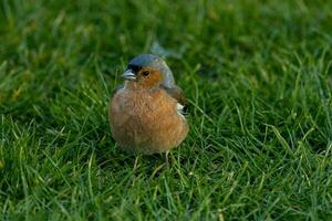 commun pinson oiseau photo