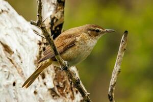 australien roseau fauvette photo