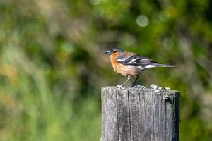 commun pinson oiseau photo