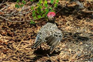 génial oiseau tordu dans Australie photo