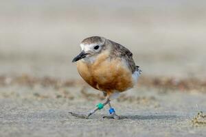 Nouveau zélande dotterel photo