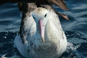 antipode albatros dans australasie photo