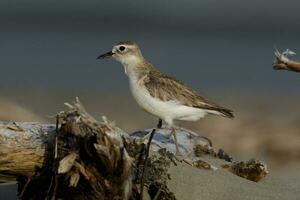 Nouveau zélande dotterel photo