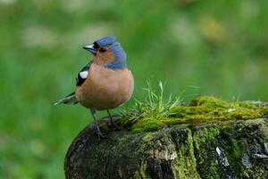 commun pinson oiseau photo