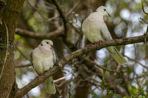 africain collier Colombe photo