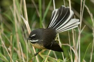 piwakawaka Nouveau zélande fantail photo