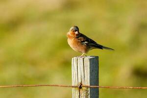 commun pinson oiseau photo