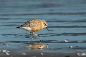 Nouveau zélande dotterel photo