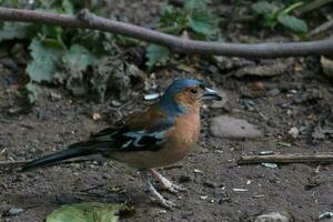 commun pinson oiseau photo