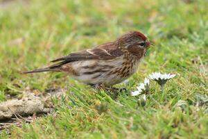 commun redpoll dans australasie photo