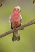 galah cacatoès dans Australie photo