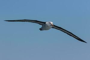 à sourcils noirs albatros dans australasie photo