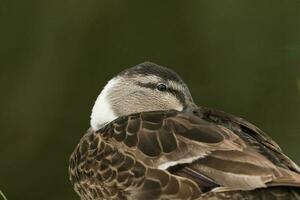 commun colvert canard photo